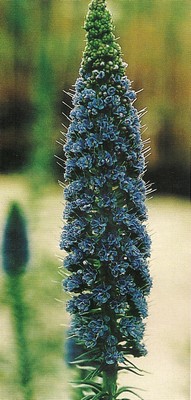 echium