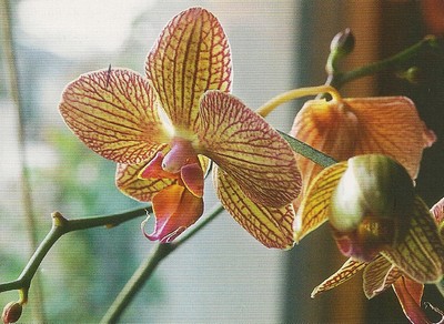 orchidée3