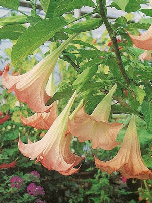 brugmansia