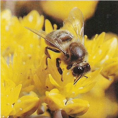 abeille