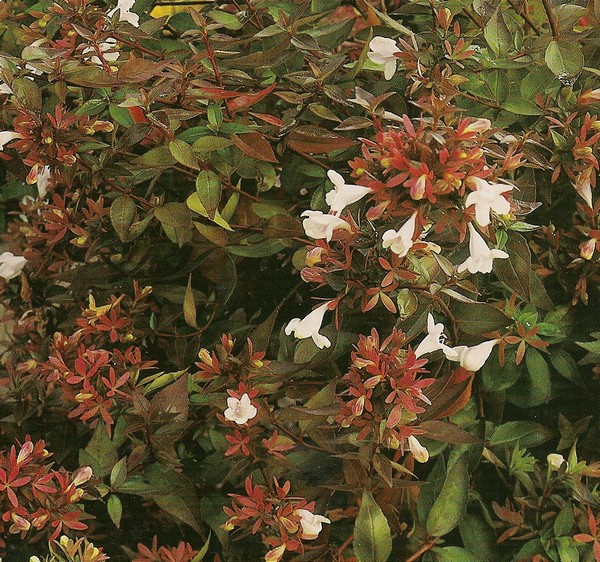 abelia