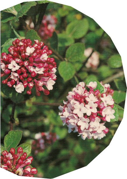 viburnum