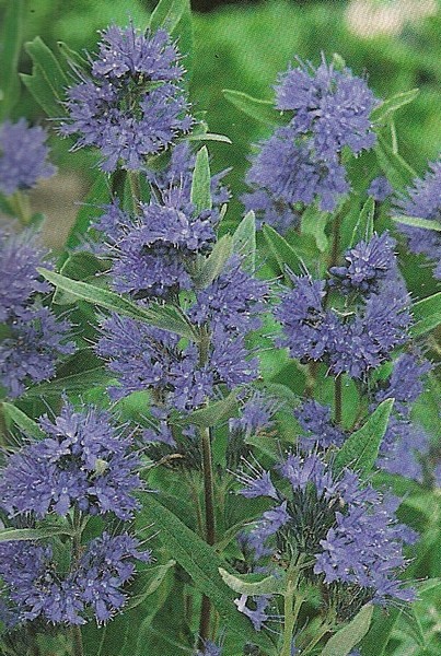 caryopteris