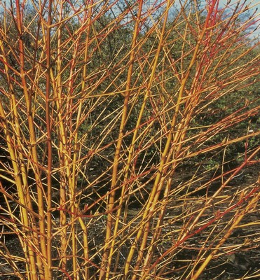 cornus