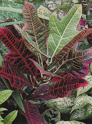 croton