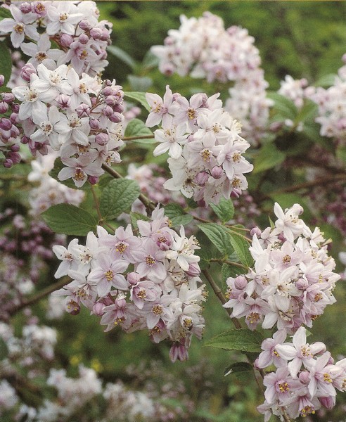 deutzia