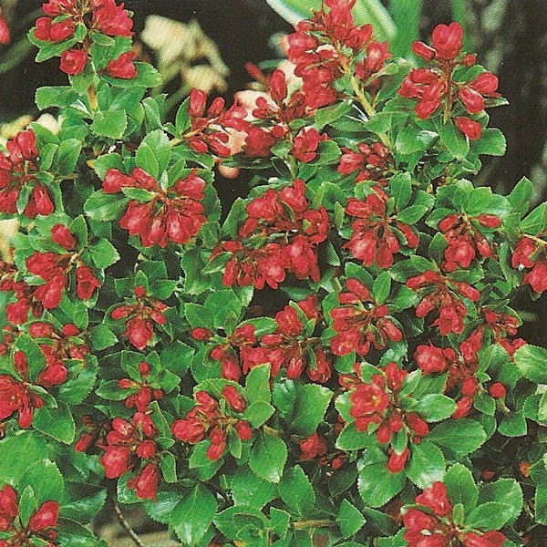 escallonia