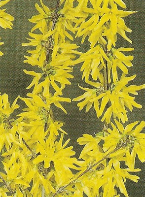 forsythia