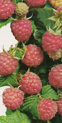 framboise