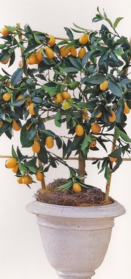 kumquat