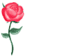 Les roses indispensables dans un jardin