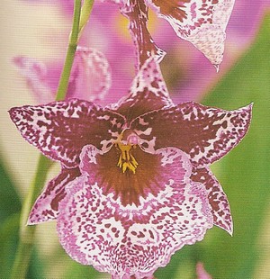 odontoglossum