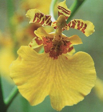 oncidium