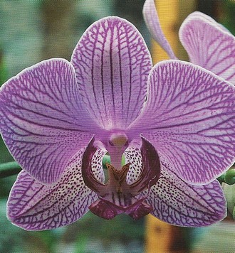 phalaenopsis2