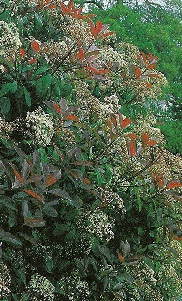 photinia