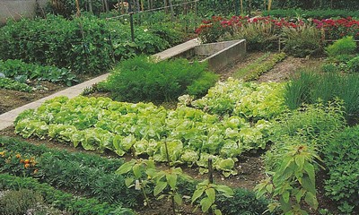 potager2