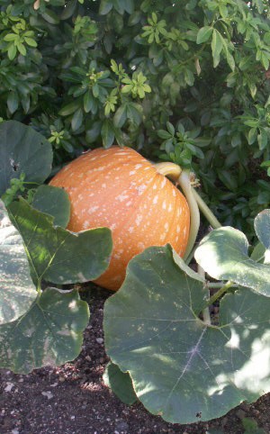 potiron