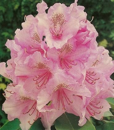 rhododendron