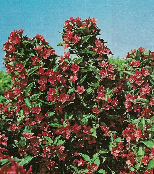 weigela